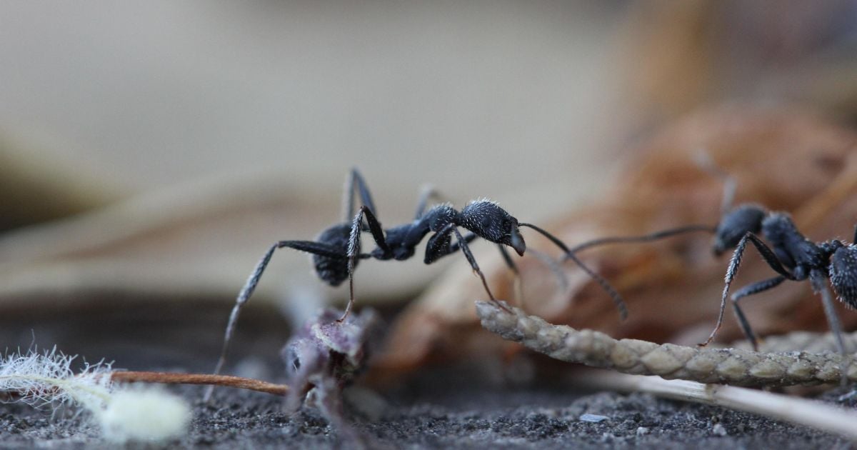 Как избавиться от муравьев на даче навсегда: проверенные методы для вашего участка