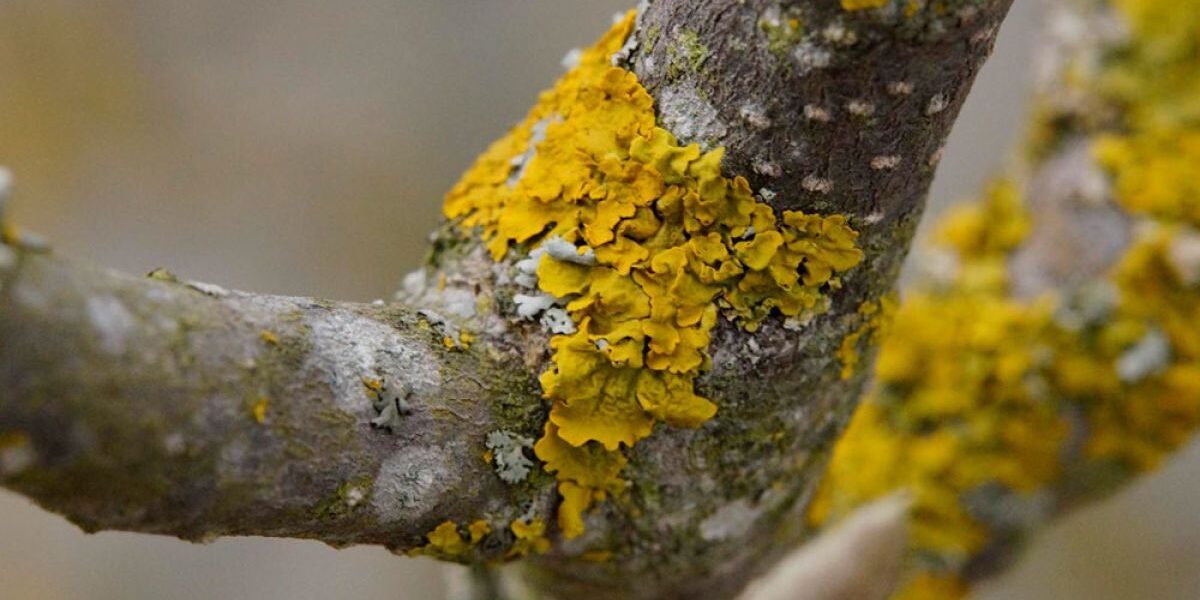 Как защитить сад зимой: советы для заботливой хозяйки