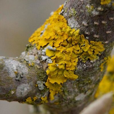 Как защитить сад зимой: советы для заботливой хозяйки