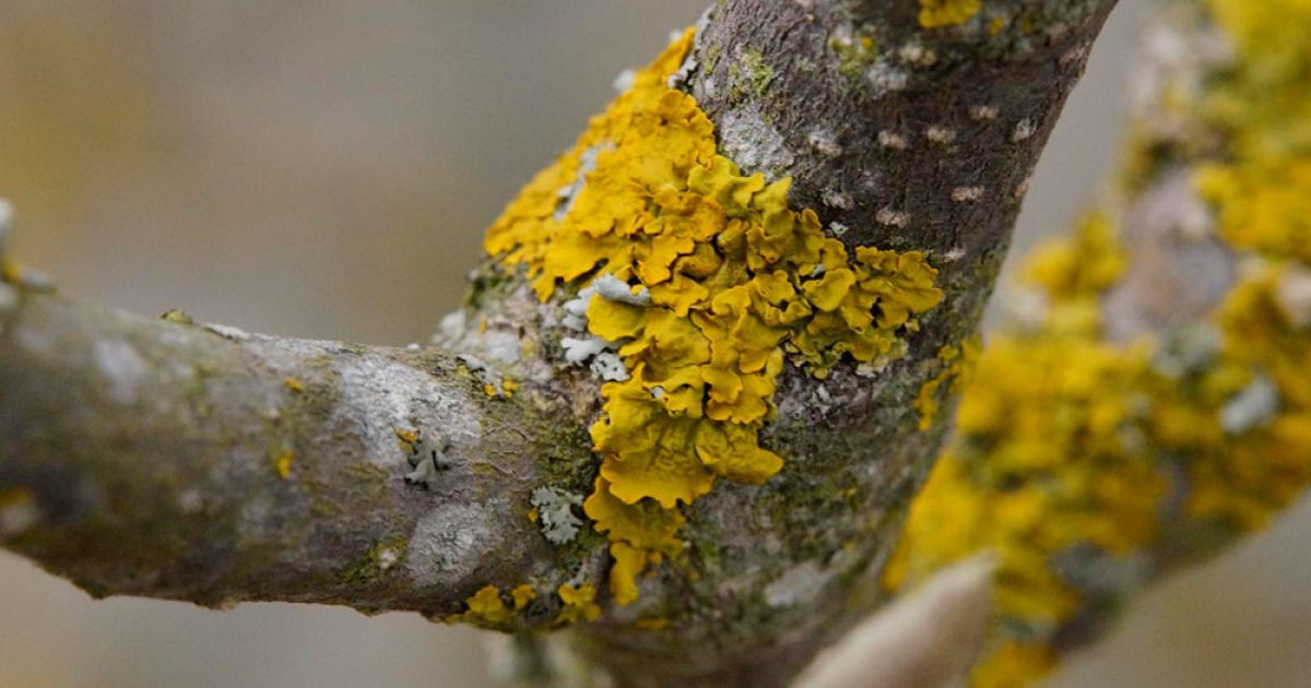 Как защитить сад зимой: советы для заботливой хозяйки