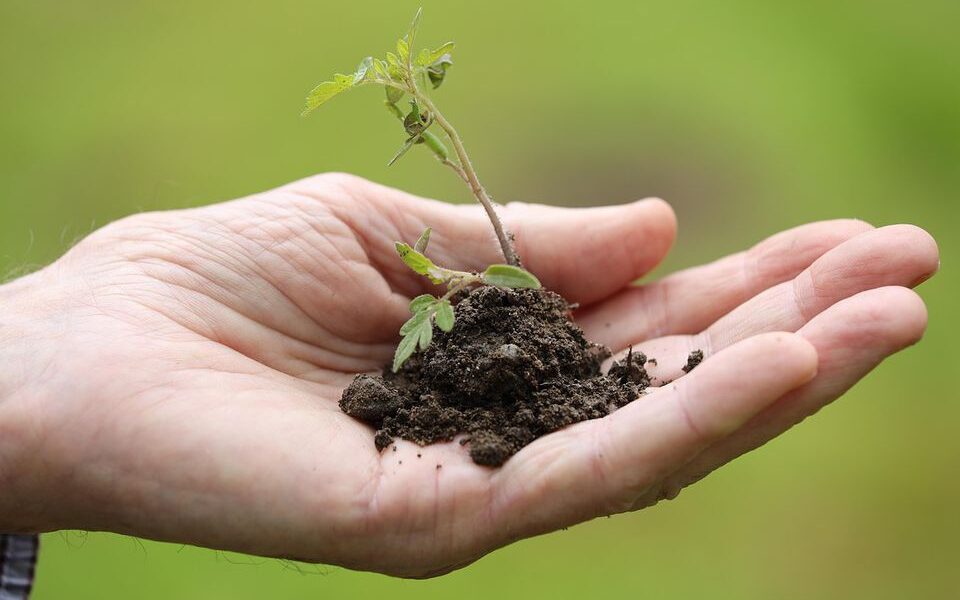 Секреты успешной пикировки рассады для богатого урожая: руководство для дома