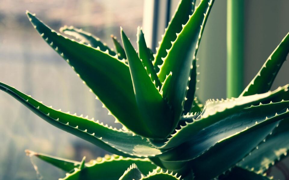 Секрет цветения алоэ: как добиться пышного цветения в домашних условиях