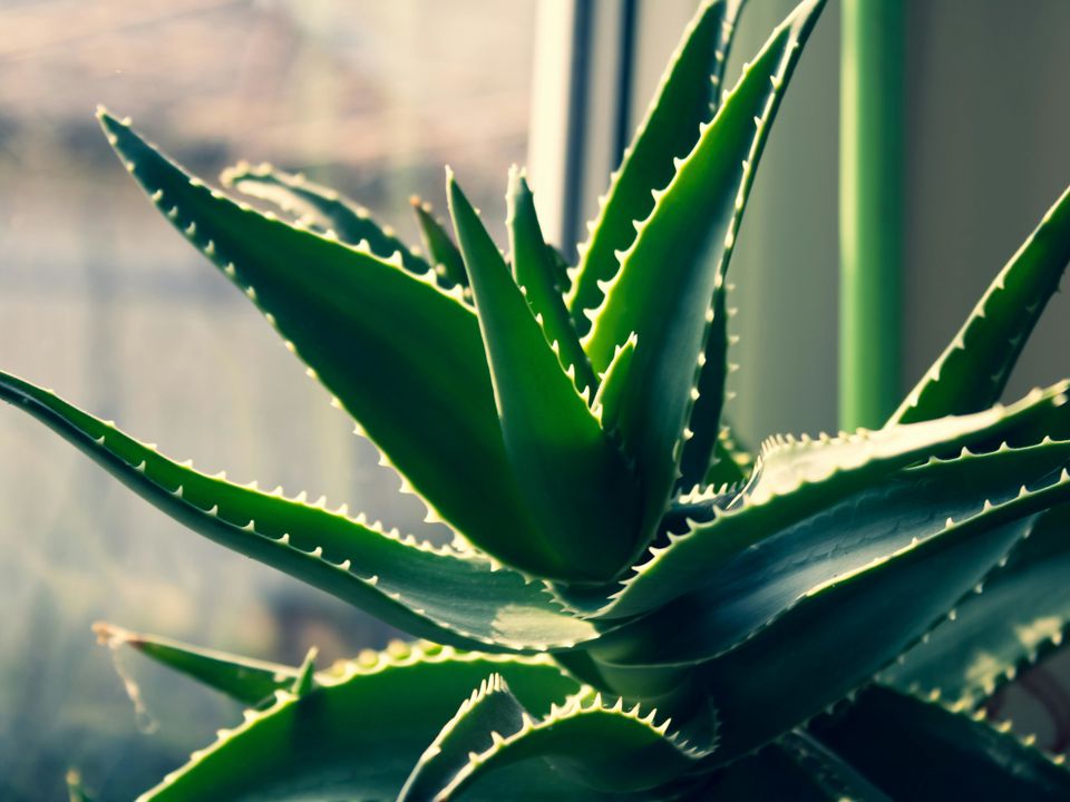 Секрет цветения алоэ: как добиться пышного цветения в домашних условиях