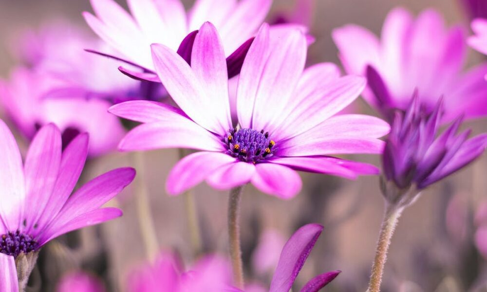 Пересадка герберы в горшок: секреты ухода за африканской ромашкой