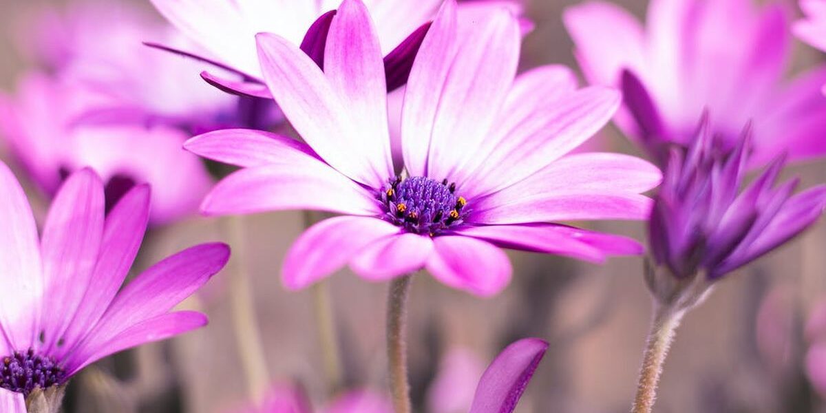 Пересадка герберы в горшок: секреты ухода за африканской ромашкой