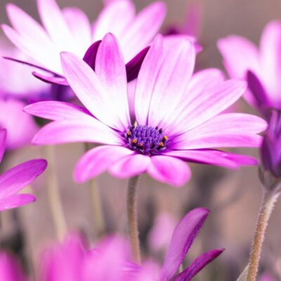 Пересадка герберы в горшок: секреты ухода за африканской ромашкой