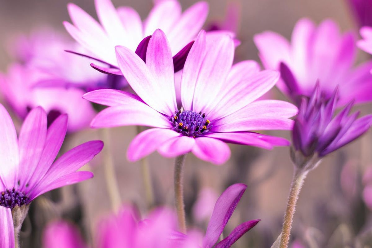 Пересадка герберы в горшок: секреты ухода за африканской ромашкой