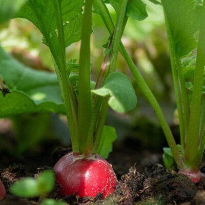 Что посадить на грядке после чеснока: идеи для урожайного огорода