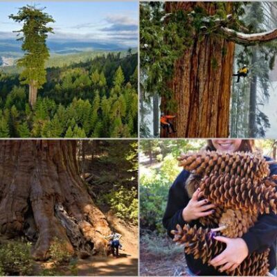 Секреты деревьев: удивительные факты для вашего дома и сада