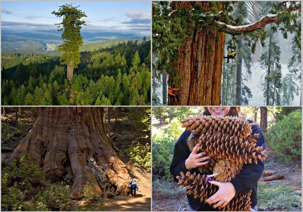 Секреты деревьев: удивительные факты для вашего дома и сада