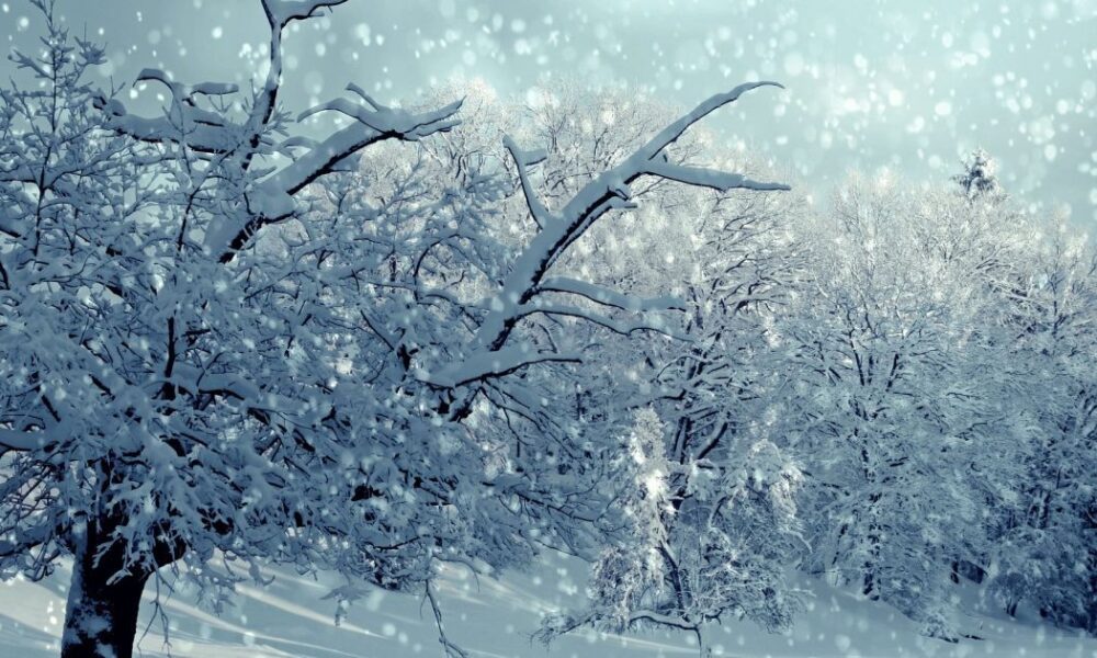 Садовые дела и огородные хлопоты: что успеть до февраля