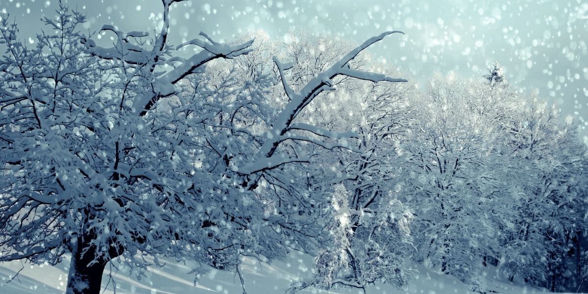 Садовые дела и огородные хлопоты: что успеть до февраля