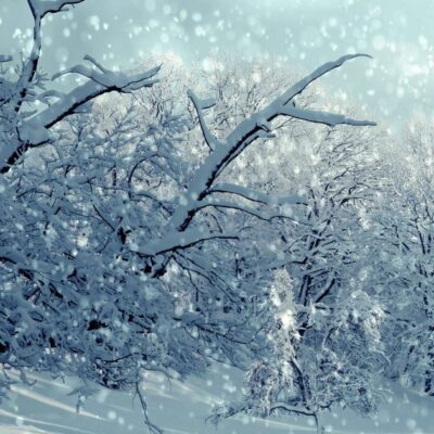 Садовые дела и огородные хлопоты: что успеть до февраля