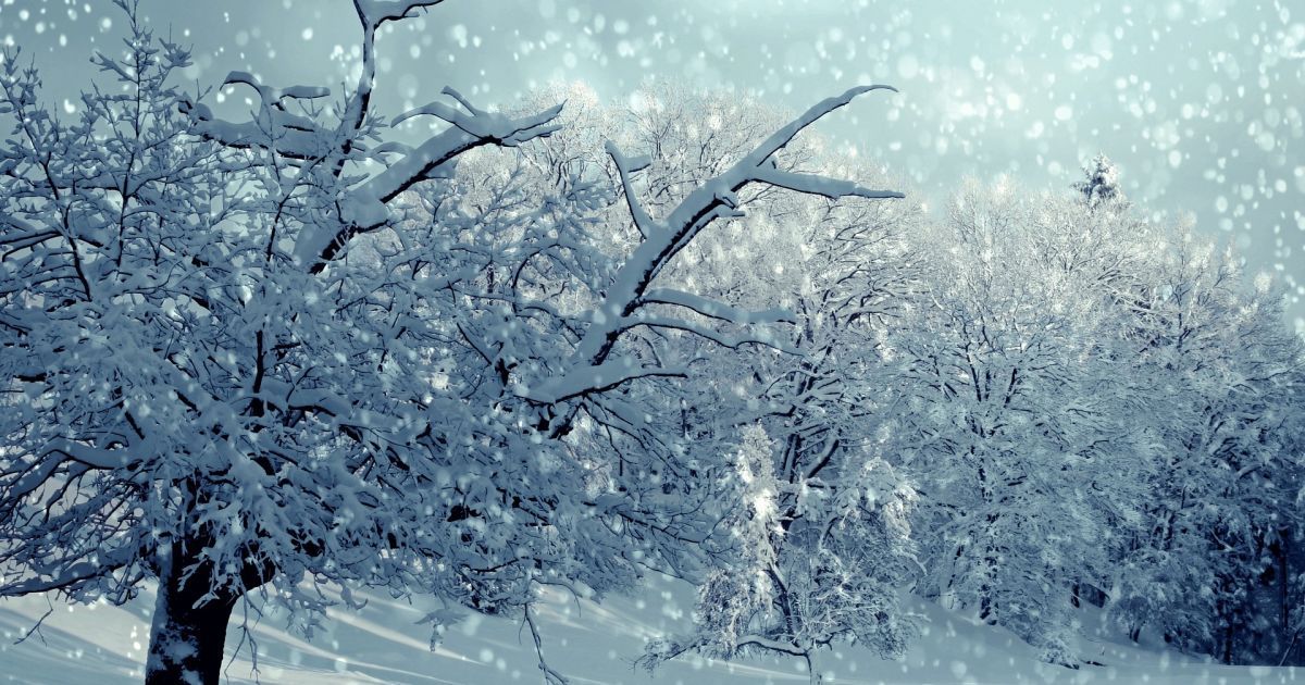 Садовые дела и огородные хлопоты: что успеть до февраля