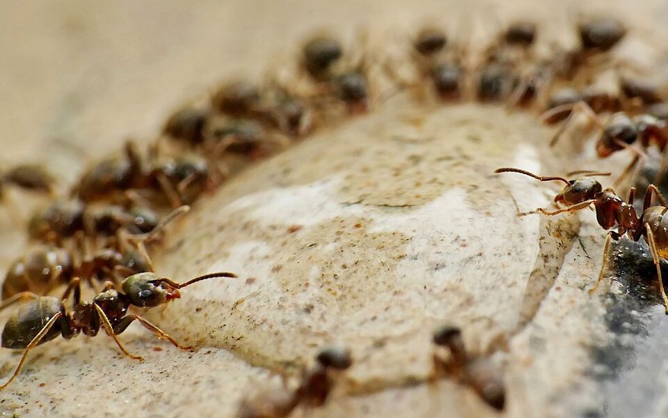 Простые и эффективные средства от муравьев в доме