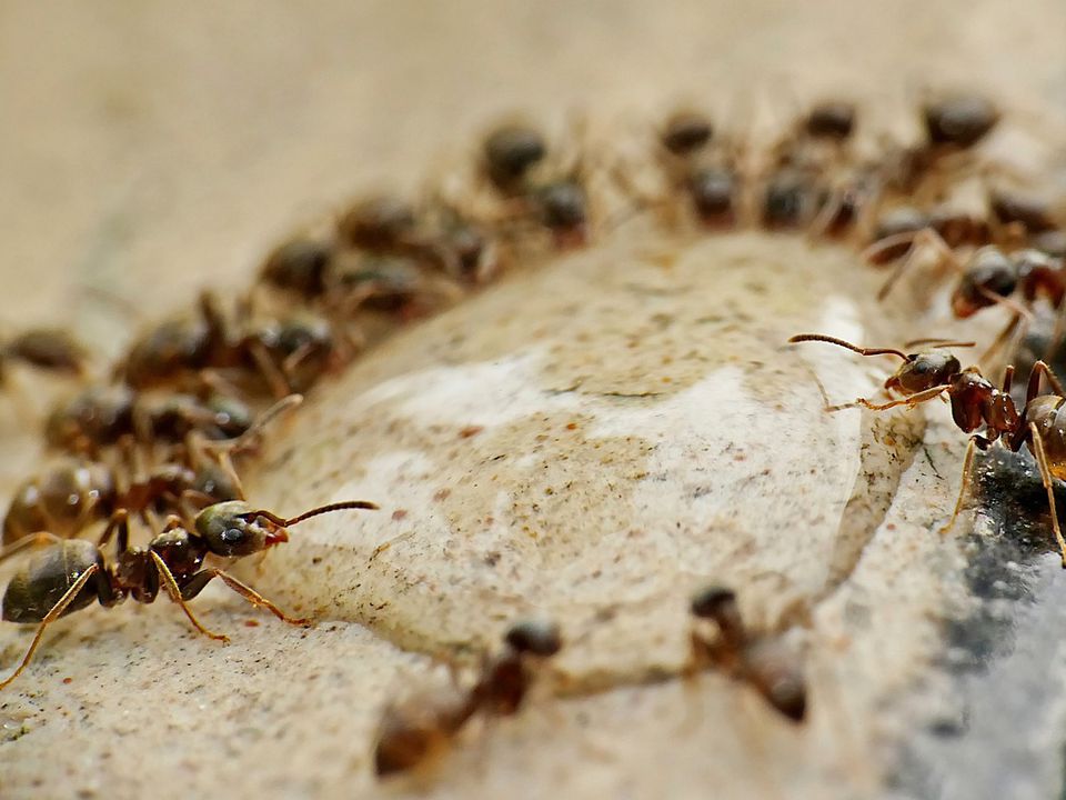 Простые и эффективные средства от муравьев в доме