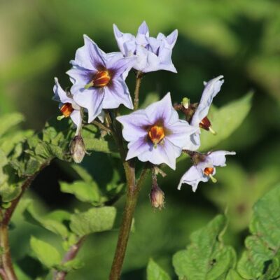 Что посадить после картофеля: лучшие овощи и зелень для вашего огорода