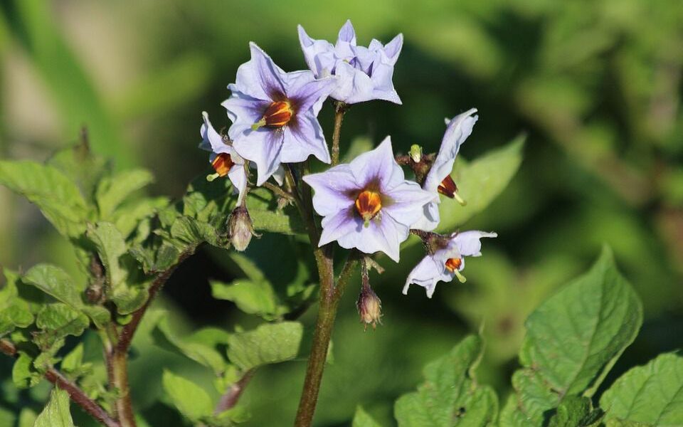 Что посадить после картофеля: лучшие овощи и зелень для вашего огорода
