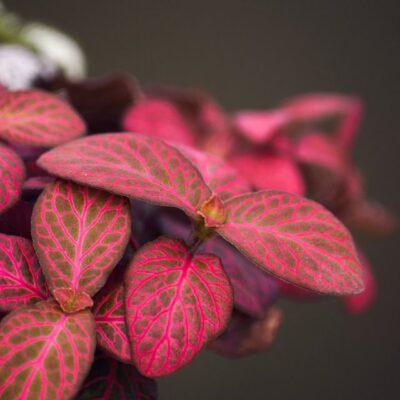 5 удивительных растений с розовыми листьями для создания уюта в вашем доме