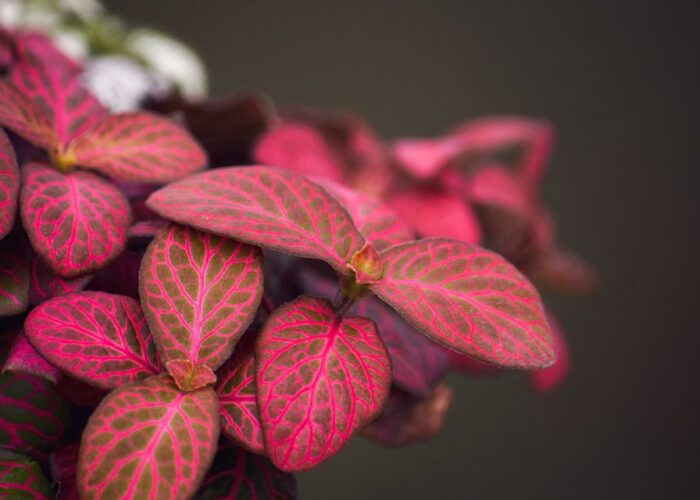 5 удивительных растений с розовыми листьями для создания уюта в вашем доме