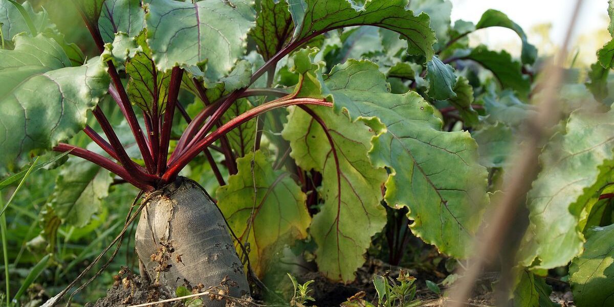 Летние подкормки для свеклы: проверенные рецепты для богатого урожая