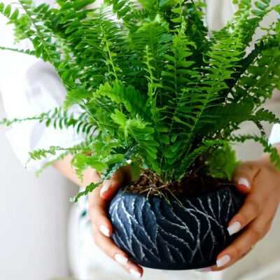 Папоротник вянет? Оживите тропический уголок в квартире: секреты спасения вашего растения