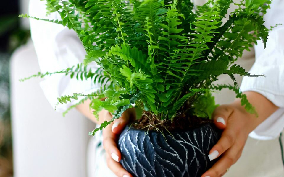 Папоротник вянет? Оживите тропический уголок в квартире: секреты спасения вашего растения