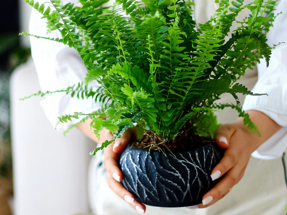 Папоротник вянет? Оживите тропический уголок в квартире: секреты спасения вашего растения