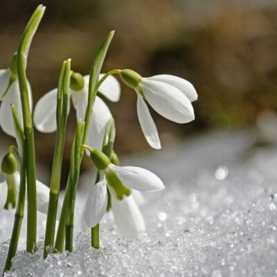 Именины 11 марта, День ангела 11 марта, поздравления с именинами 11 марта, кого поздравить 11 марта, праздники 11 марта, значение имени 11 марта, день рождения ангела 11 марта, традиции именины 11 марта, как поздравить с именинами, подарки на именины 11 марта