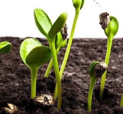 Почему рассада не дает урожай и как спасти растения: советы для дома