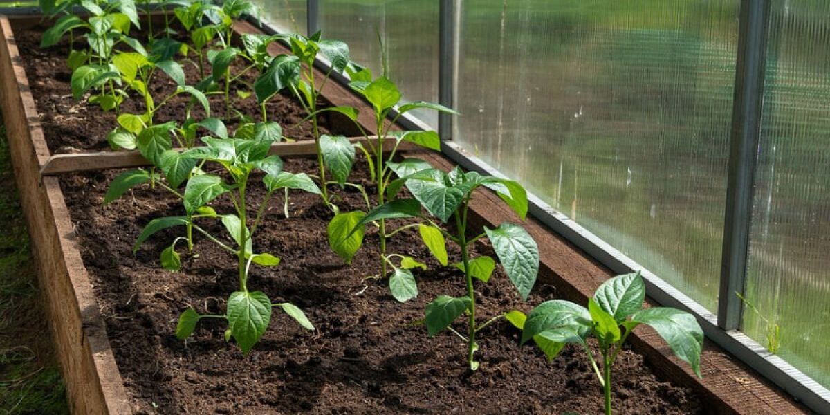 Выращиваем перец без пикировки: секреты и сроки для вашего урожая