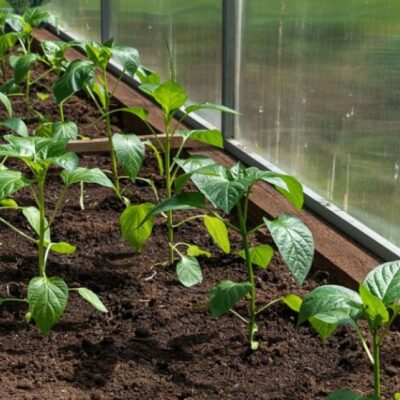 Выращиваем перец без пикировки: секреты и сроки для вашего урожая