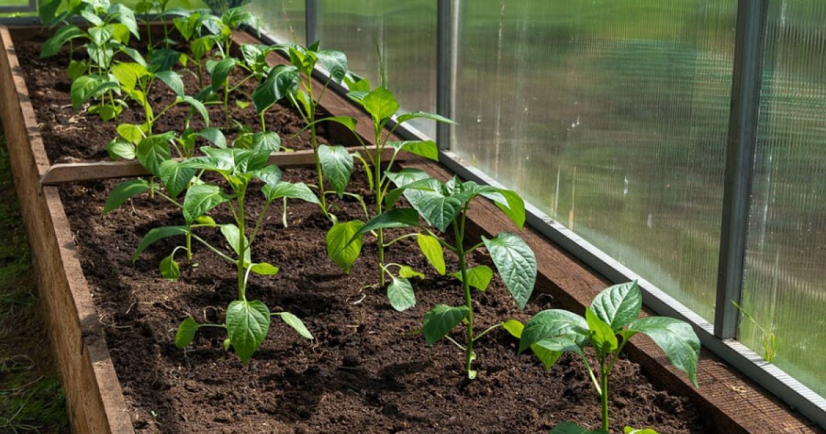 Выращиваем перец без пикировки: секреты и сроки для вашего урожая