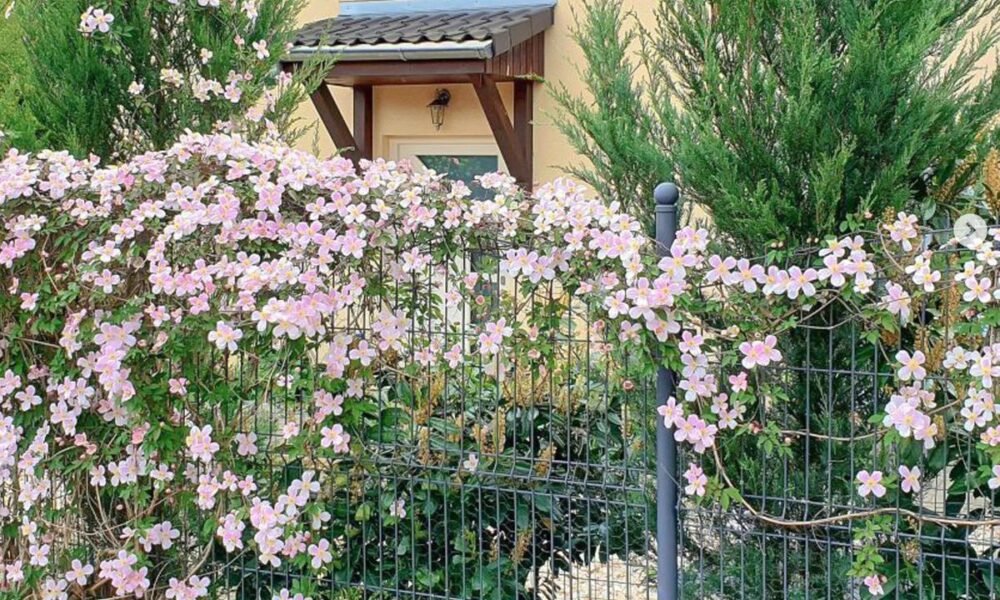 Секреты пышного цветения клематисов: простые советы для вашего сада