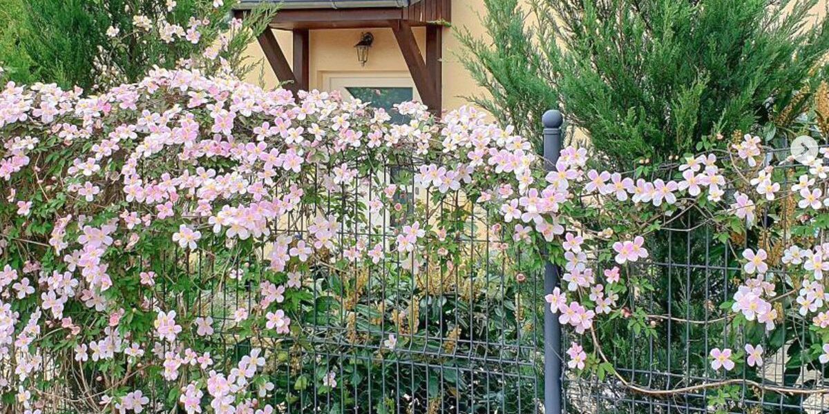 Секреты пышного цветения клематисов: простые советы для вашего сада