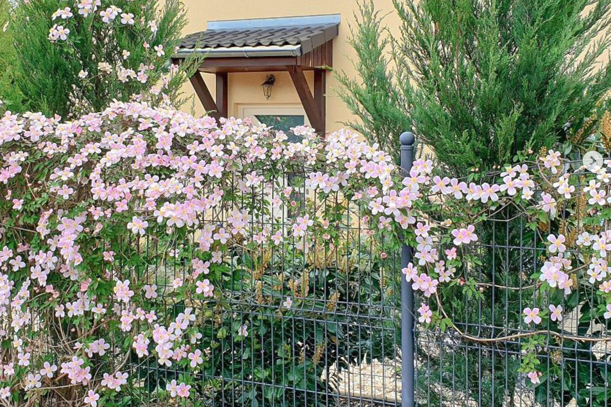 Секреты пышного цветения клематисов: простые советы для вашего сада