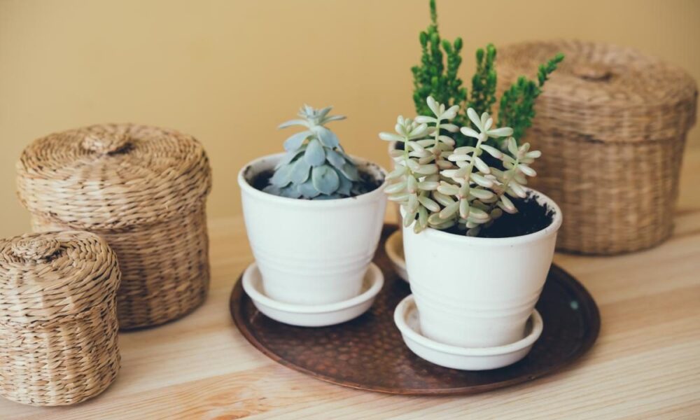 Пересадка комнатных цветов: секреты успешного ухода за растениями