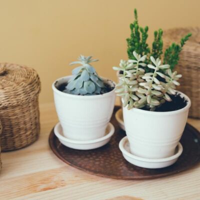 Пересадка комнатных цветов: секреты успешного ухода за растениями