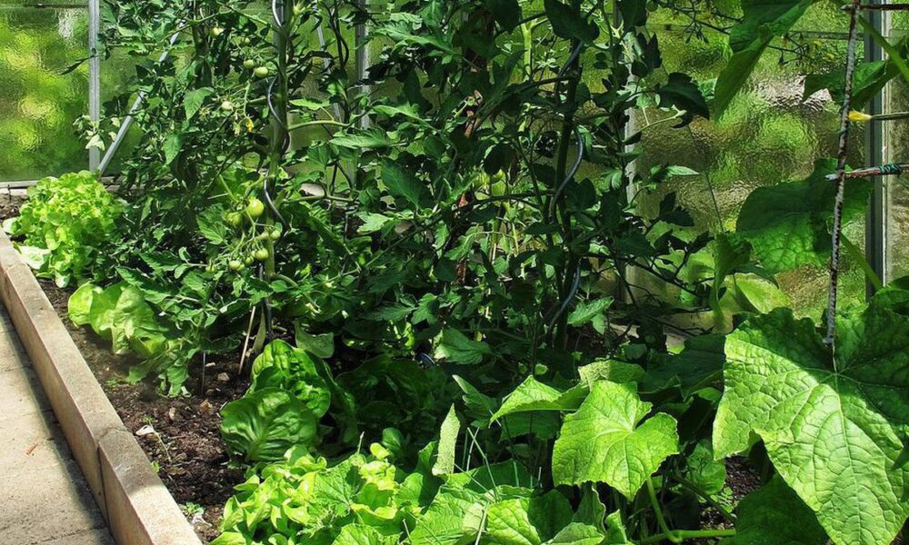 Лимонная кислота для рассады: секрет пышной зелени и обильного урожая