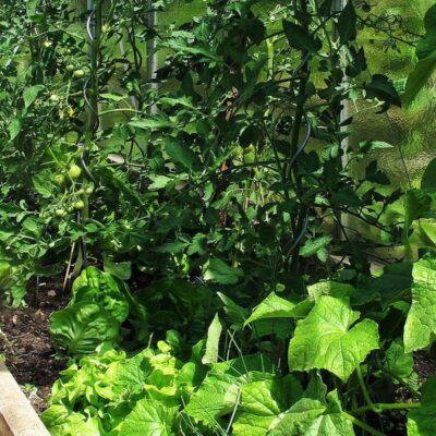 Лимонная кислота для рассады: секрет пышной зелени и обильного урожая