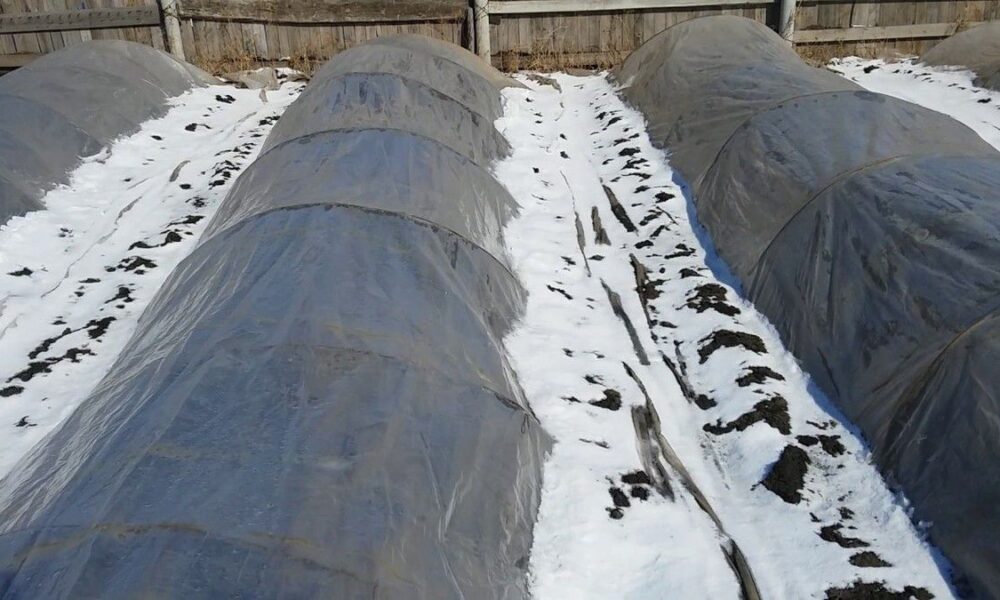 Утепляем клубнику на зиму: лучшие материалы и советы для заботливой хозяйки