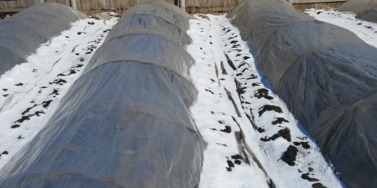 Утепляем клубнику на зиму: лучшие материалы и советы для заботливой хозяйки