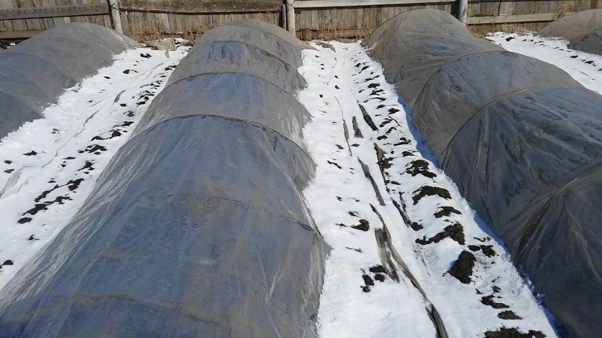 Утепляем клубнику на зиму: лучшие материалы и советы для заботливой хозяйки