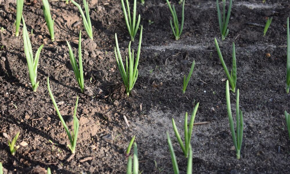 Как подготовить лук-севок к посадке: лучшие способы обеззараживания