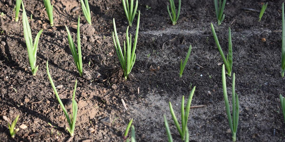 Как подготовить лук-севок к посадке: лучшие способы обеззараживания