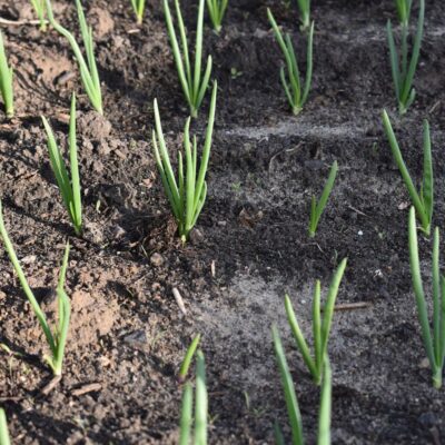 Как подготовить лук-севок к посадке: лучшие способы обеззараживания