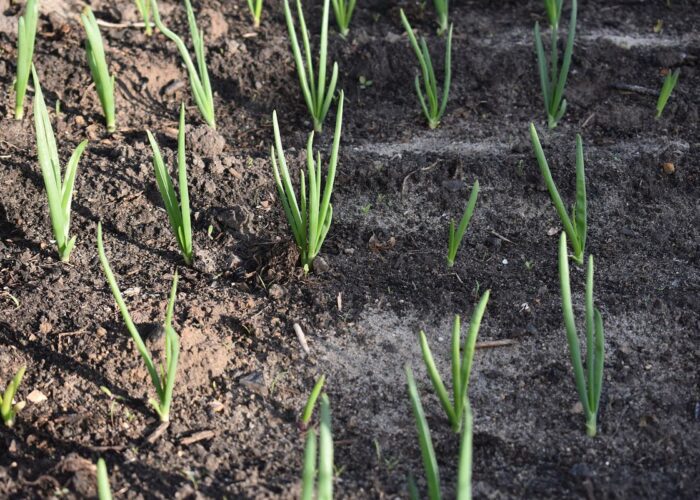 Как подготовить лук-севок к посадке: лучшие способы обеззараживания