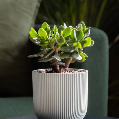 Секретная подкормка для денежного дерева: как заставить толстянку цвести и привлечь богатство