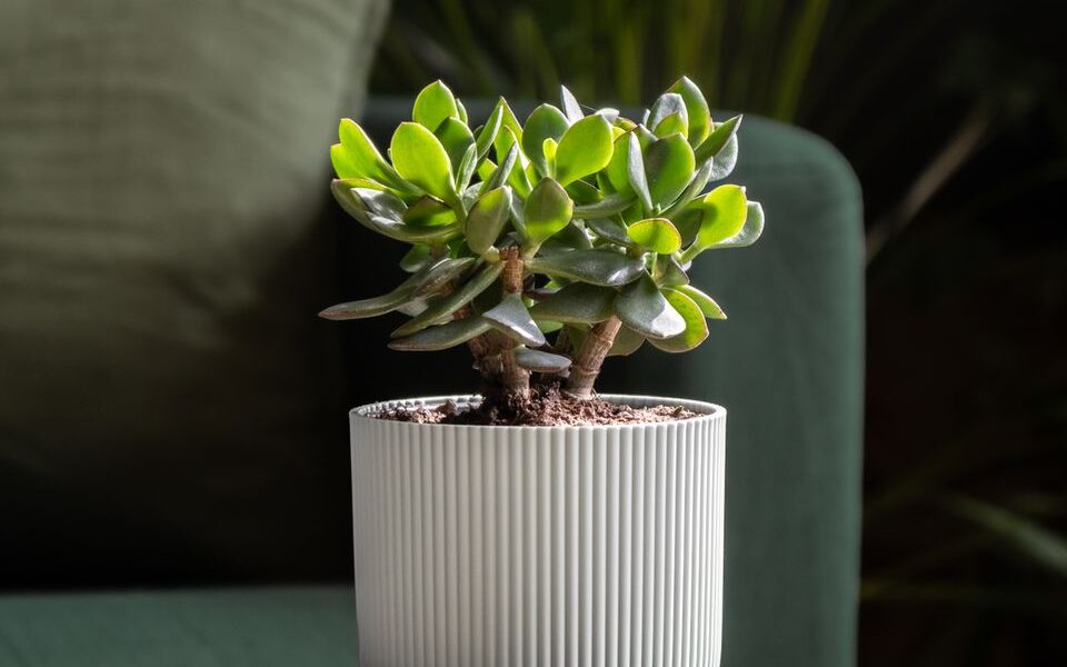 Секретная подкормка для денежного дерева: как заставить толстянку цвести и привлечь богатство