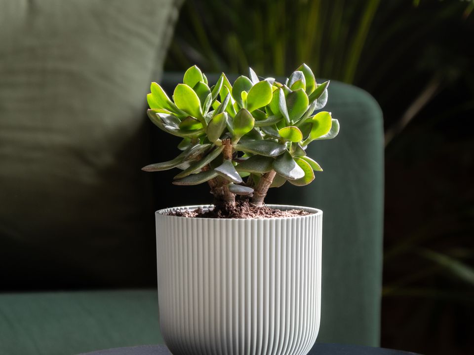 Секретная подкормка для денежного дерева: как заставить толстянку цвести и привлечь богатство